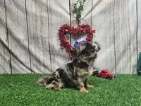 Miron Chihuahua Stud Service Only, a male Chihuahua for sale in Fort Wayne, IN – 1 of 1