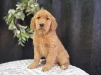 Margie / 8691, a female Golden Retriever for sale in Fort Wayne, IN – Photo 2 of 2