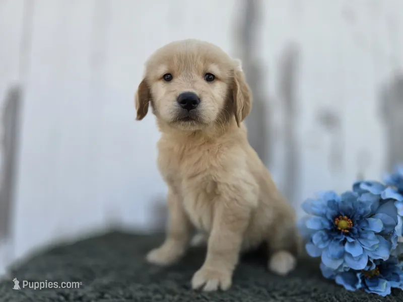 Paris – Golden Retriever puppy for sale in Fort Wayne, IN