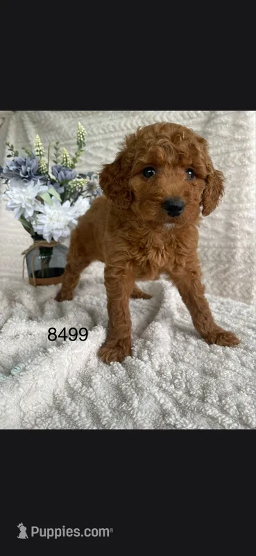 Rue – Miniature Goldendoodle puppy for sale in Fort Wayne, IN