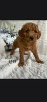 Rue, a female Miniature Goldendoodle for sale in Fort Wayne, IN – 1 of 1