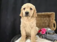 Rose, a female Golden Retriever for sale in Fort Wayne, IN – Photo 2 of 2