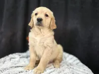 Rose, a female Golden Retriever for sale in Fort Wayne, IN – Photo 1 of 2