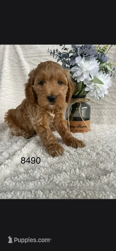 Maggie – Miniature Goldendoodle puppy for sale in Fort Wayne, IN