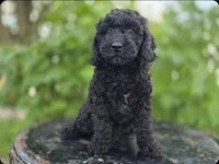 Raven #0427, a female Miniature Bernedoodle for sale in Fort Wayne, IN – 2 of 4
