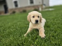Tango, a male Golden Retriever for sale in Fort Wayne, IN – Photo 1 of 7