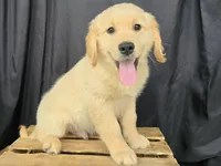Tango, a male Golden Retriever for sale in Fort Wayne, IN – Photo 4 of 7