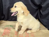 Tango, a male Golden Retriever for sale in Fort Wayne, IN – Photo 3 of 7