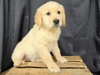 Tango, a male Golden Retriever for sale in Fort Wayne, IN – Photo 5 of 7