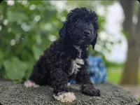 Turbo, a male Miniature Goldendoodle for sale in Fort Wayne, IN – 2 of 3