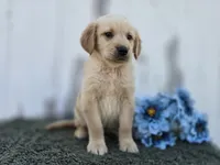 Leo, a male Golden Retriever for sale in Fort Wayne, IN – 2 of 3