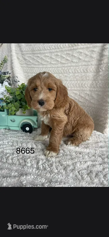 Buddy – Miniature Goldendoodle puppy for sale in Fort Wayne, IN