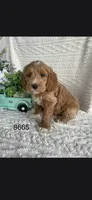 Buddy, a male Miniature Goldendoodle for sale in Fort Wayne, IN – 1 of 1
