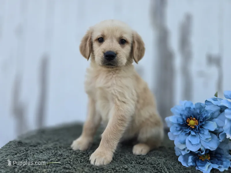 Leo – Golden Retriever puppy for sale in Fort Wayne, IN