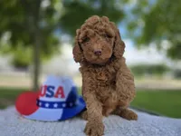 Ziggy, a male Miniature Goldendoodle for sale in Fort Wayne, IN – 2 of 3