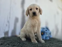 Coby, a male Golden Retriever for sale in Fort Wayne, IN – 3 of 3