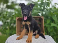 Myron #2197, a male German Shepherd Dog for sale in Fort Wayne, IN – 1 of 2