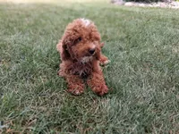 Bill #5190, a male Miniature Goldendoodle for sale in Fort Wayne, IN – 3 of 3
