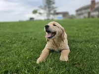 Trevor, a male Golden Retriever for sale in Fort Wayne, IN – Photo 4 of 6