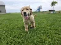 Trevor, a male Golden Retriever for sale in Fort Wayne, IN – Photo 6 of 6