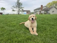 Trevor, a male Golden Retriever for sale in Fort Wayne, IN – Photo 3 of 6