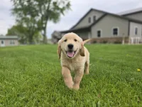 Trevor, a male Golden Retriever for sale in Fort Wayne, IN – Photo 2 of 6