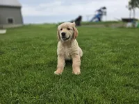 Trevor, a male Golden Retriever for sale in Fort Wayne, IN – Photo 1 of 6