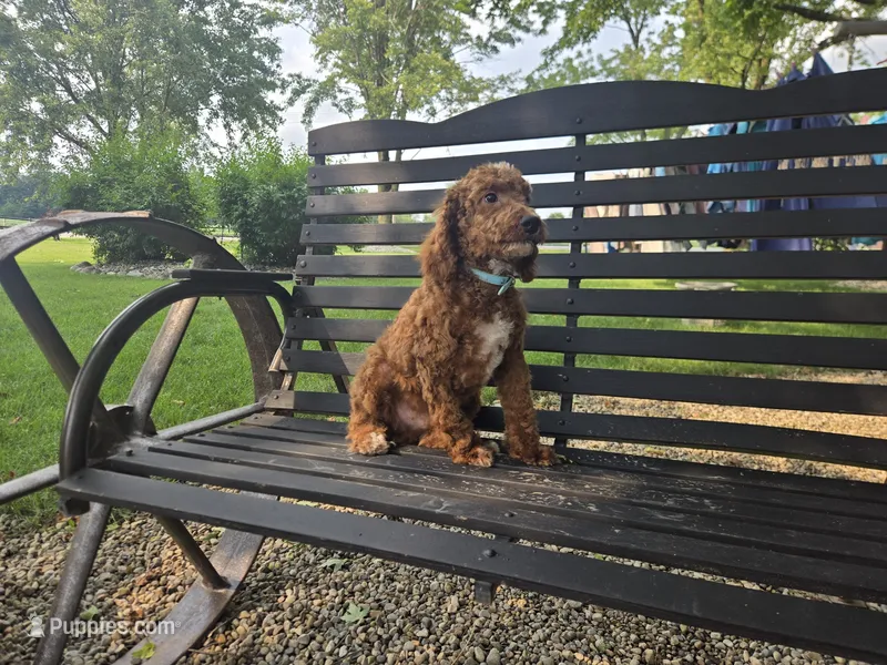 Bill #5190 – Miniature Goldendoodle puppy for sale in Fort Wayne, IN