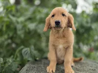 Helga, a female Golden Retriever for sale in Fort Wayne, IN – 2 of 3