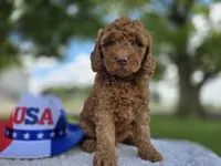 Ziggy, a male Miniature Goldendoodle for sale in Fort Wayne, IN – 3 of 3