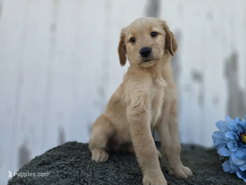 Millie – Golden Retriever puppy for sale in Fort Wayne, IN