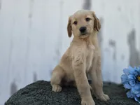Millie, a female Golden Retriever for sale in Fort Wayne, IN – 1 of 3