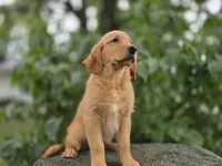 Helga, a female Golden Retriever for sale in Fort Wayne, IN – 3 of 3