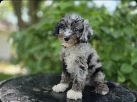 Toby #0430, a male Miniature Bernedoodle for sale in Fort Wayne, IN – 3 of 3