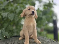 Ingrid, a female Golden Retriever for sale in Fort Wayne, IN – 2 of 3