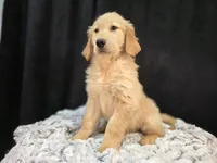Karter, a male Golden Retriever for sale in Fort Wayne, IN – Photo 2 of 3