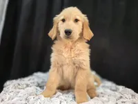 Karter, a male Golden Retriever for sale in Fort Wayne, IN – Photo 3 of 3