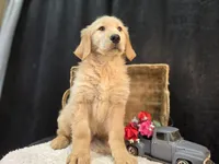 Karter, a male Golden Retriever for sale in Fort Wayne, IN – Photo 1 of 3