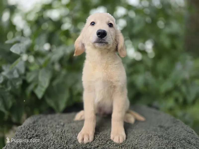 Harald – Golden Retriever puppy for sale in Fort Wayne, IN