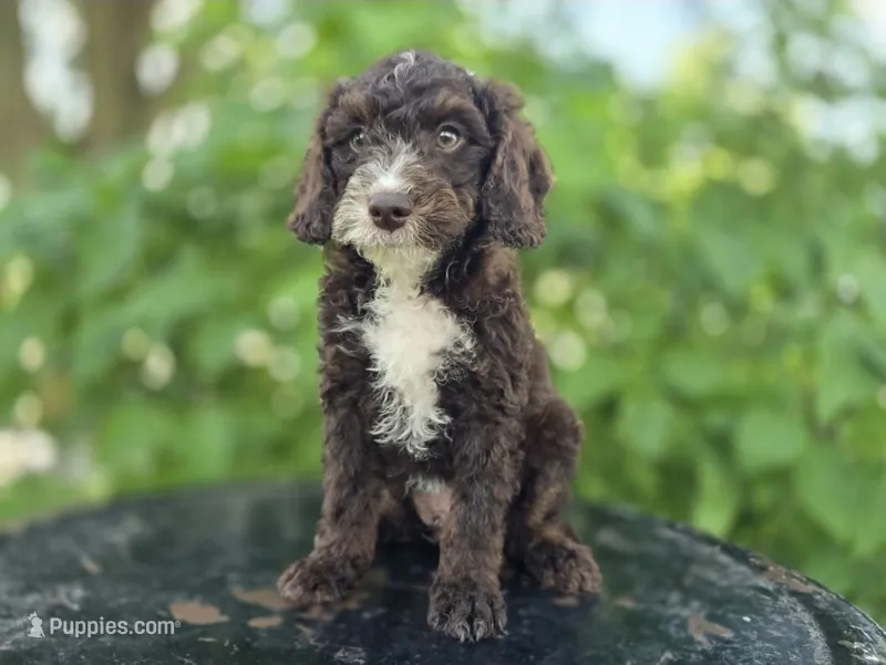 Joey #0428 – Miniature Bernedoodle puppy for sale in Fort Wayne, IN