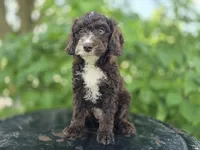Joey #0428, a male Miniature Bernedoodle for sale in Fort Wayne, IN – 1 of 2