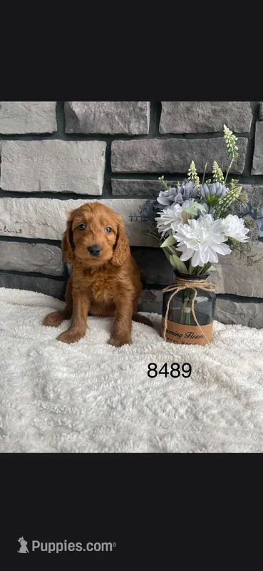 Fleur – Miniature Goldendoodle puppy for sale in Fort Wayne, IN
