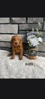 Fleur, a female Miniature Goldendoodle for sale in Fort Wayne, IN – 1 of 1