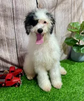 Scooter, a male Miniature Bernedoodle for sale in Fort Wayne, IN – 2 of 2