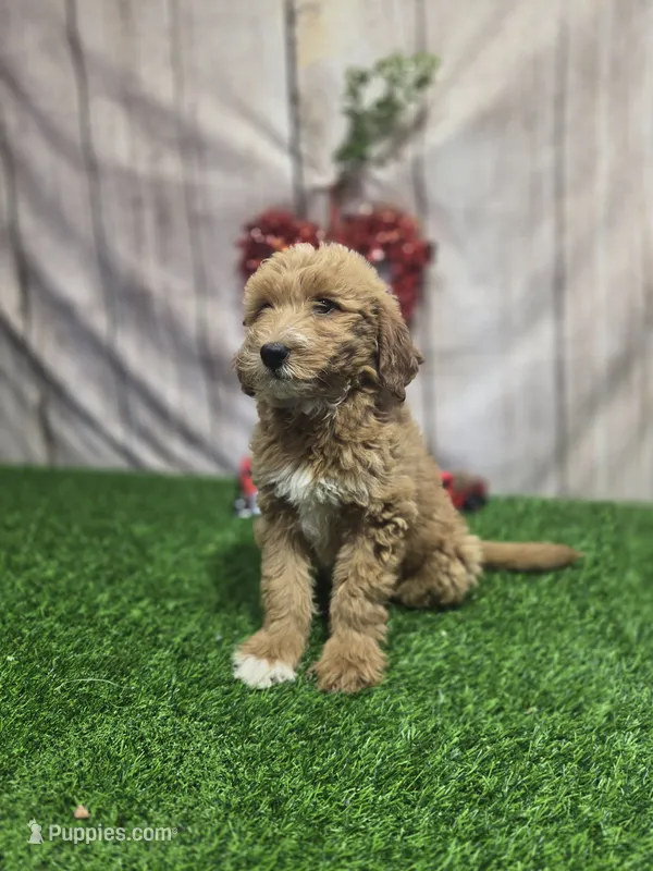 Tonya #9994 – Miniature Goldendoodle puppy for sale in Fort Wayne, IN