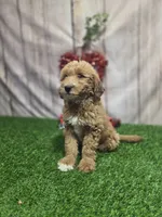 Tonya #9994, a female Miniature Goldendoodle for sale in Fort Wayne, IN – 1 of 2