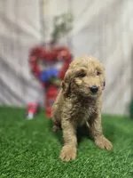 Tank, a male Miniature Goldendoodle for sale in Fort Wayne, IN – 2 of 3