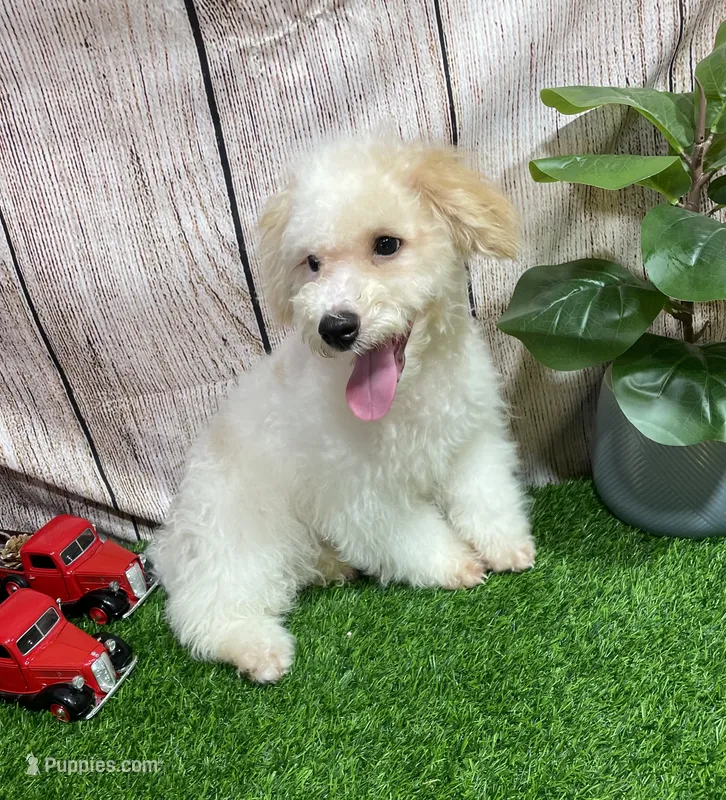 Bingo  – Miniature Bernedoodle puppy for sale in Fort Wayne, IN