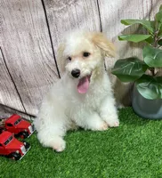 Bingo , a male Miniature Bernedoodle for sale in Fort Wayne, IN – 1 of 2