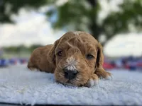 Murphy, a male Miniature Goldendoodle for sale in Fort Wayne, IN – 2 of 3